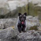 In der Mitte entspringt ein Polarfuchs