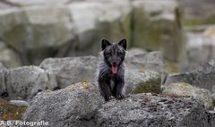 In der Mitte entspringt ein Polarfuchs