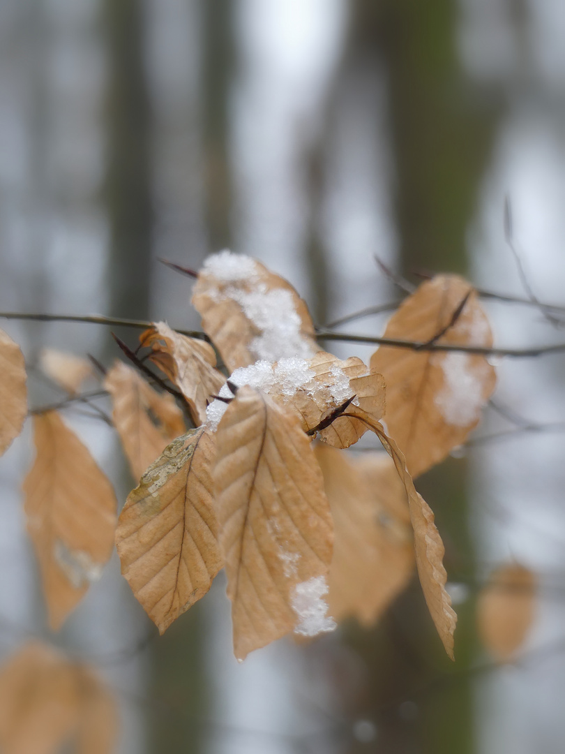 In der Mitte liegt Schnee