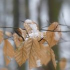 In der Mitte liegt Schnee