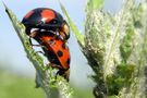 Insekten Spinnen