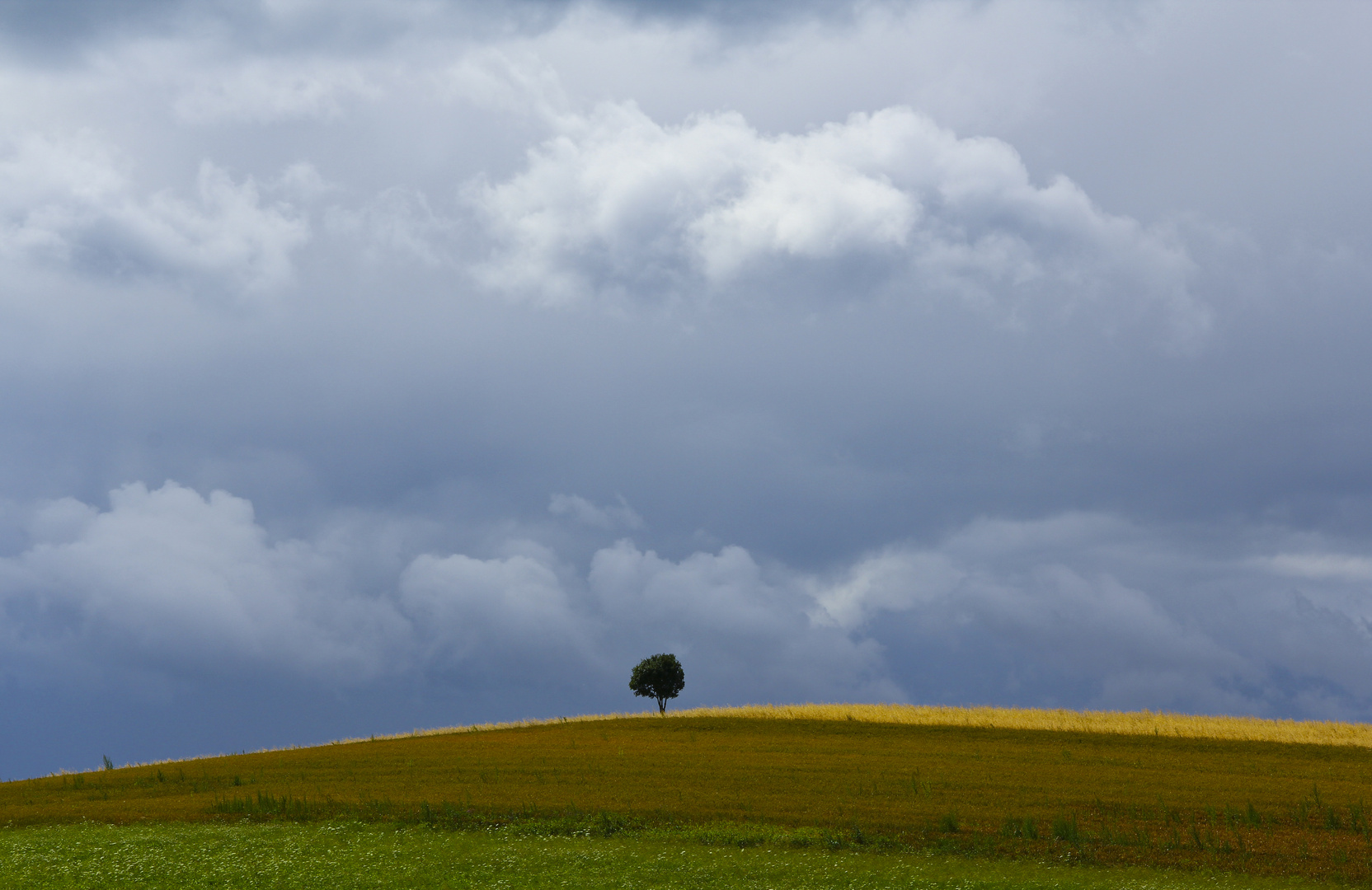 In der Mitte steht ein Baum