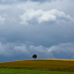 In der Mitte steht ein Baum