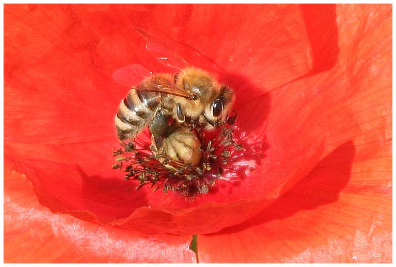 In der Mohnblüte..