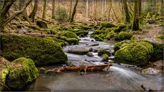 In der Monbachschlucht