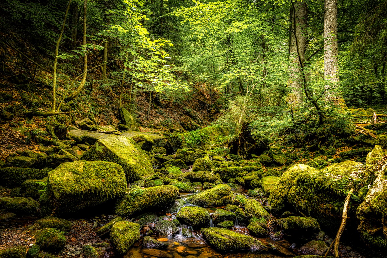 In der Monbachtal Schlucht