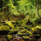 In der Monbachtal Schlucht