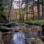 in der Monbachtalschlucht