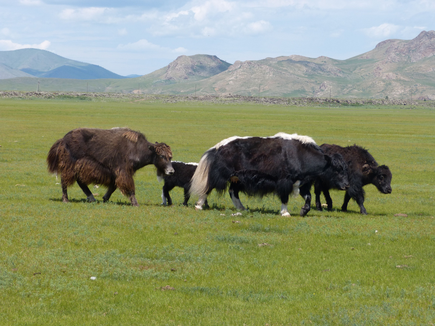 In der Mongolei kommen Yaks vorbei...