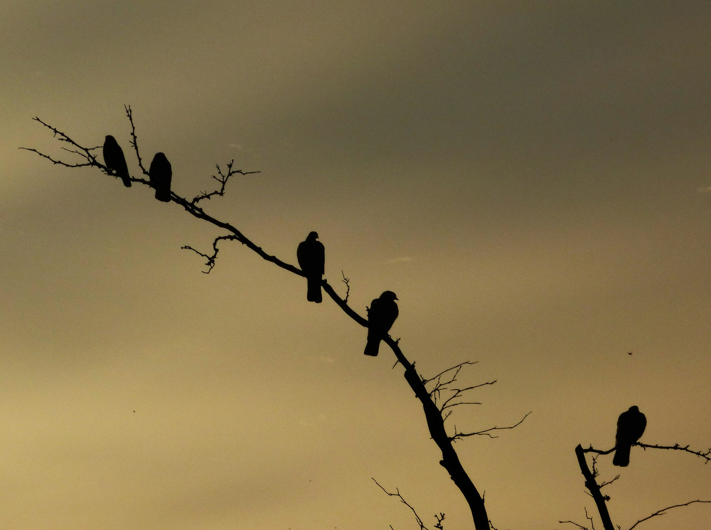 in der Morgendämmerung