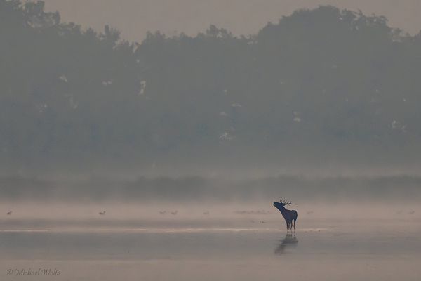 In der Morgendämmerung