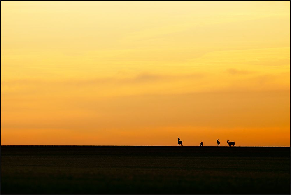 In der Morgenröte