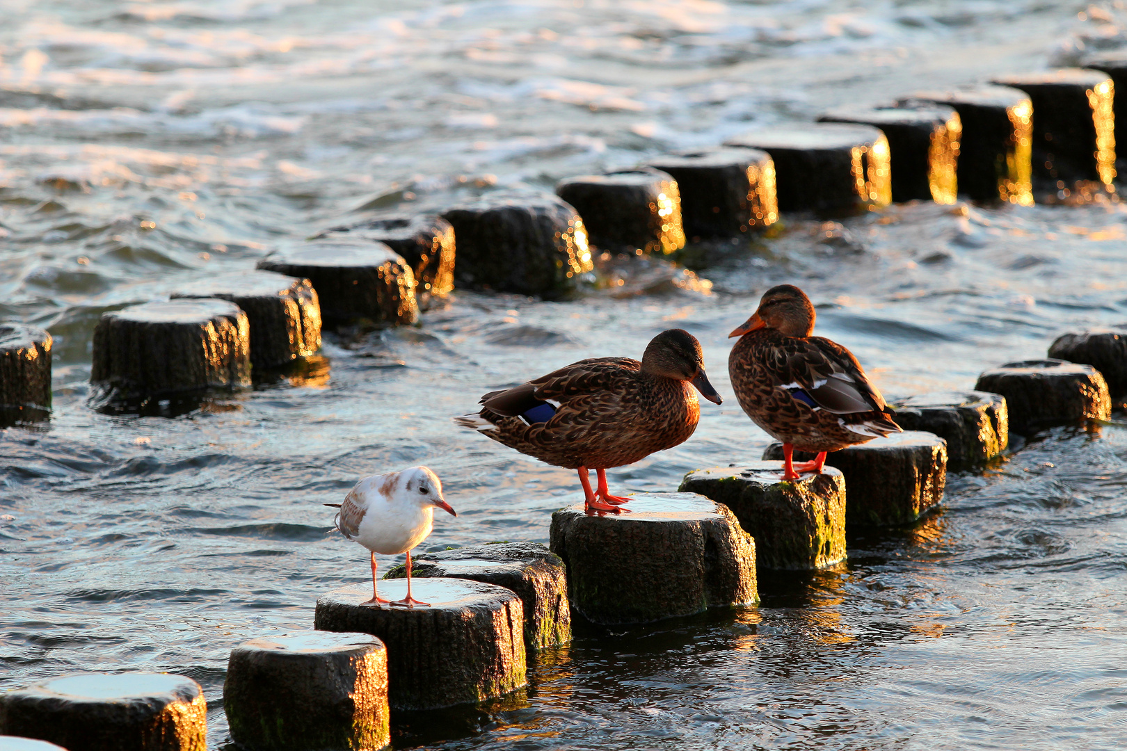 In der Morgensonne