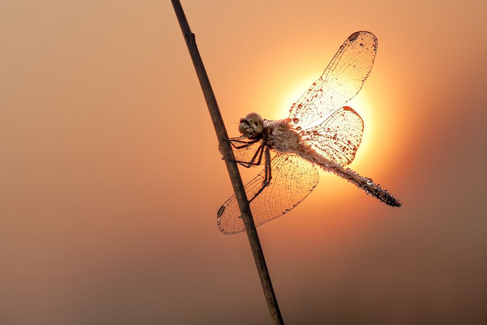 in der Morgensonne