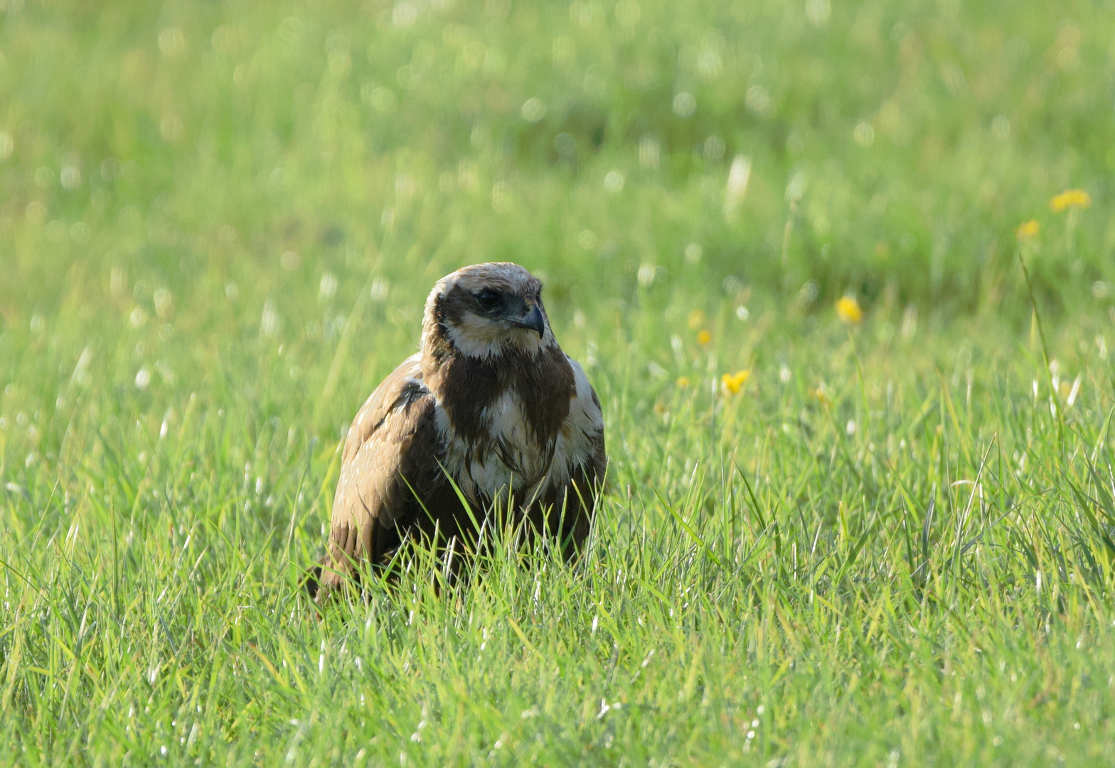 In der Morgensonne