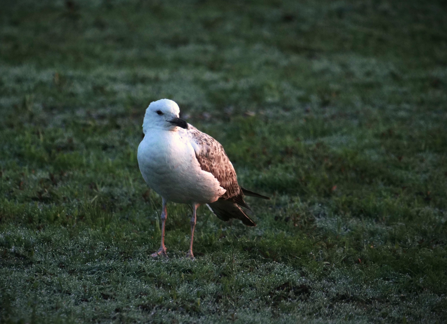 in der Morgensonne 1