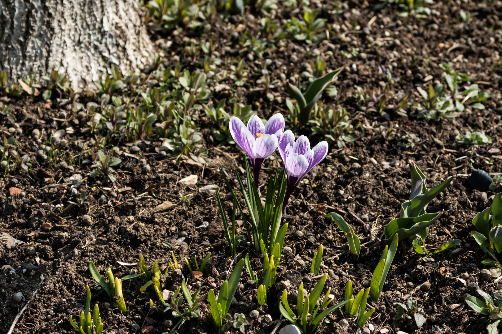 In der Morgensonne 