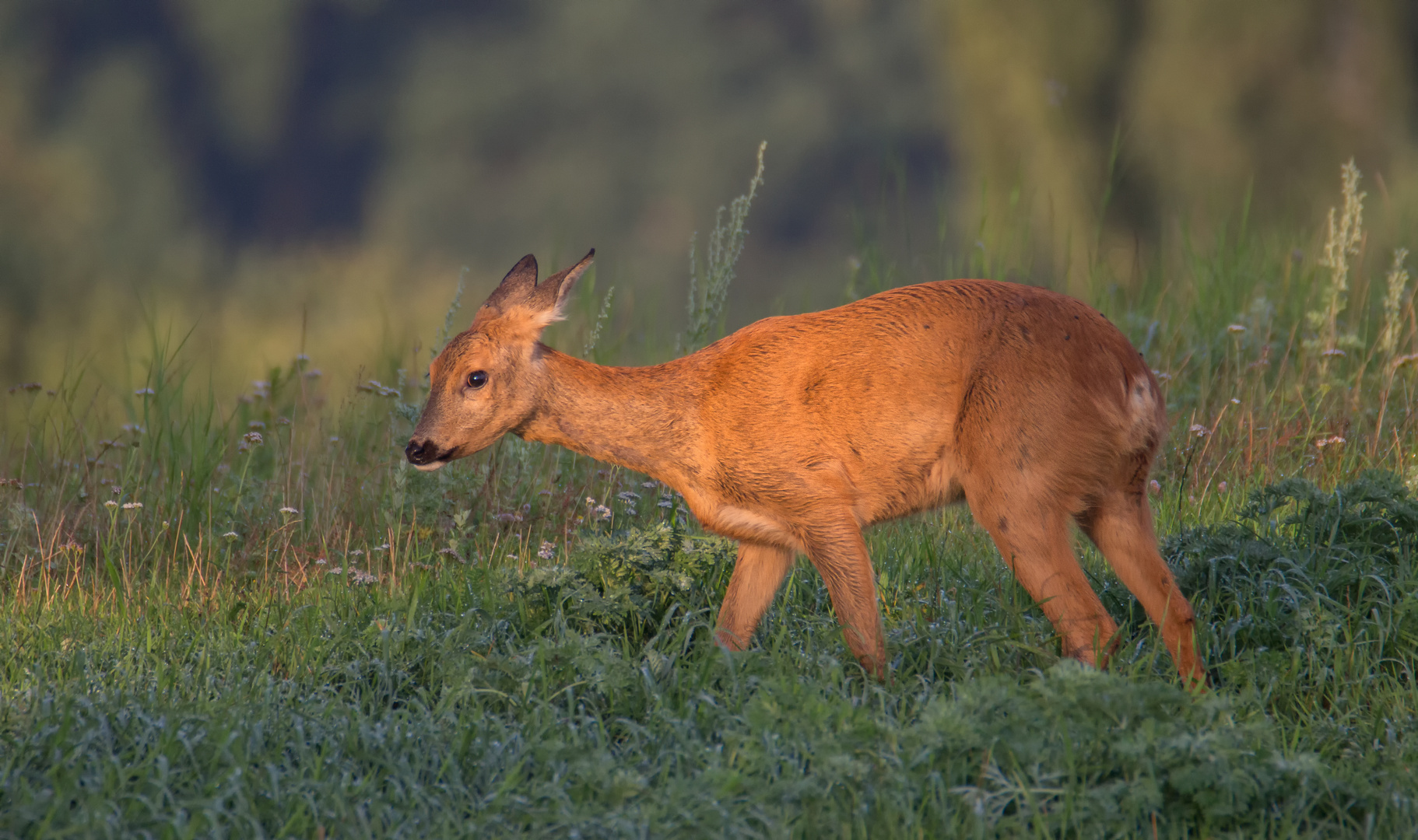 in der Morgensonne