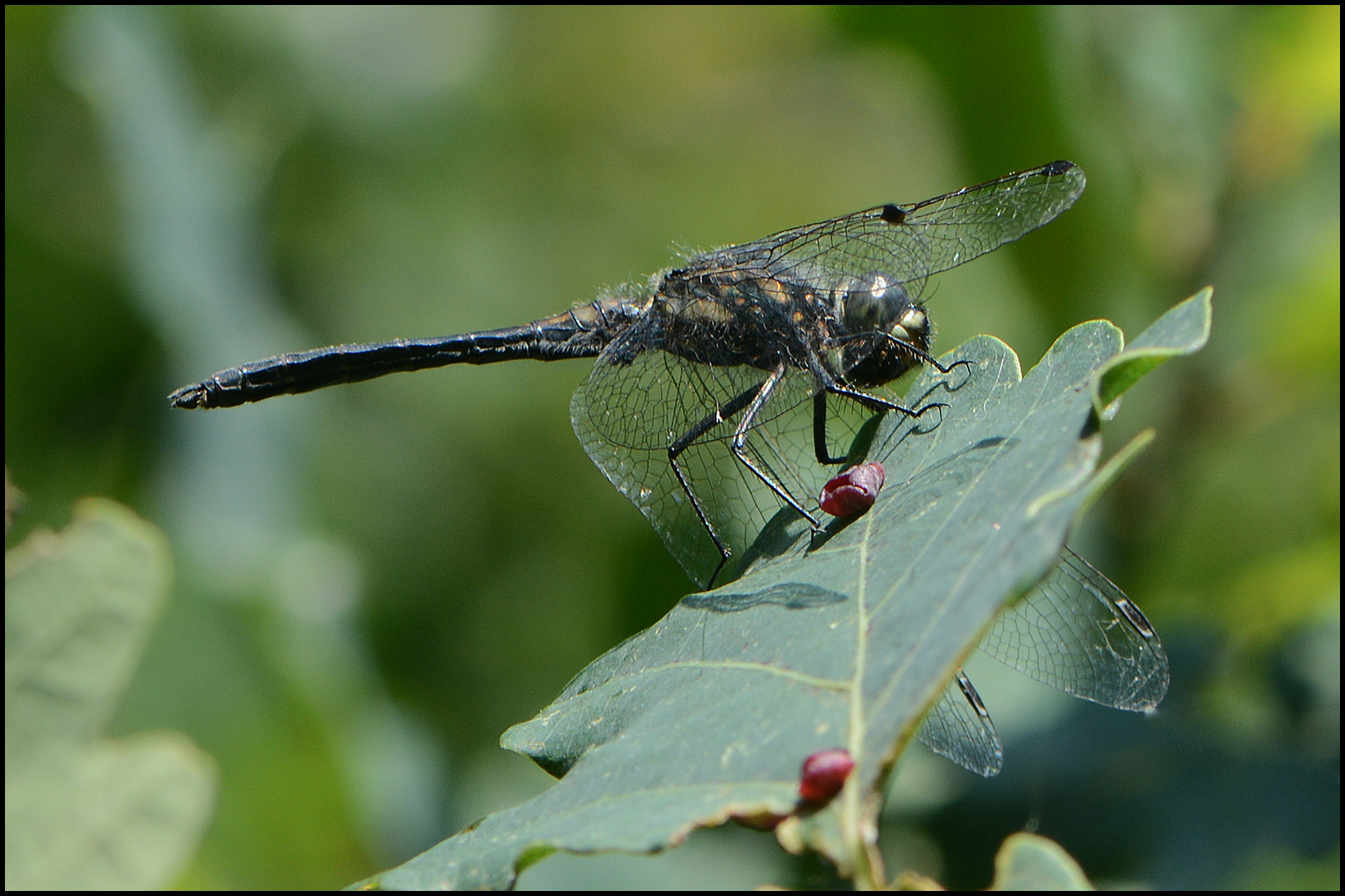 In der Morgensonne . . . (3)