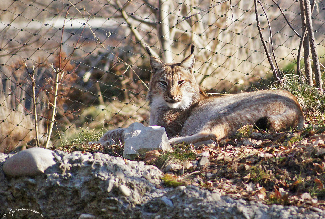 ' in der Morgensonne '