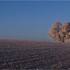 In der Morgensonne