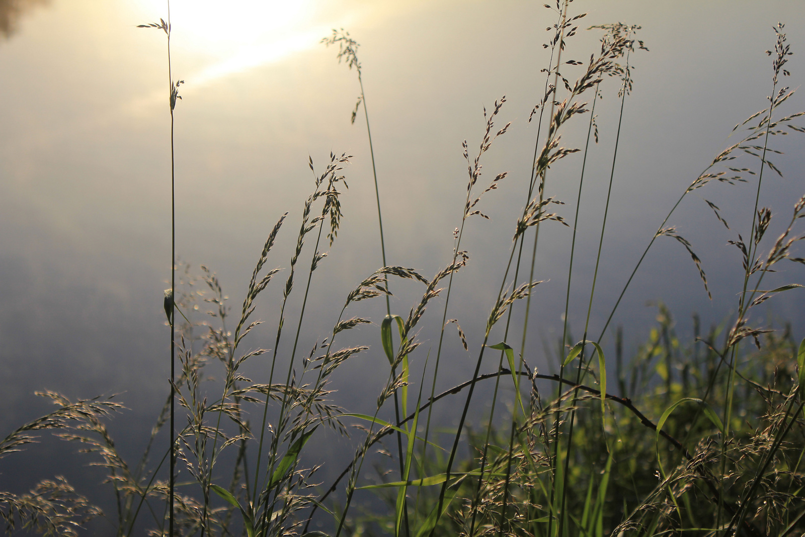 In der Morgensonne