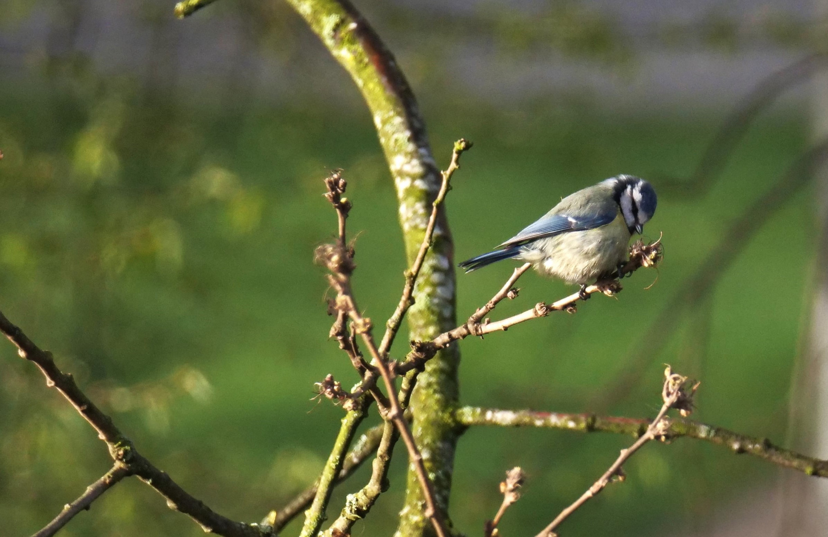 in der Morgensonne