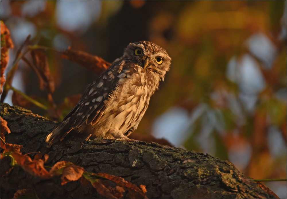 In der Morgensonne