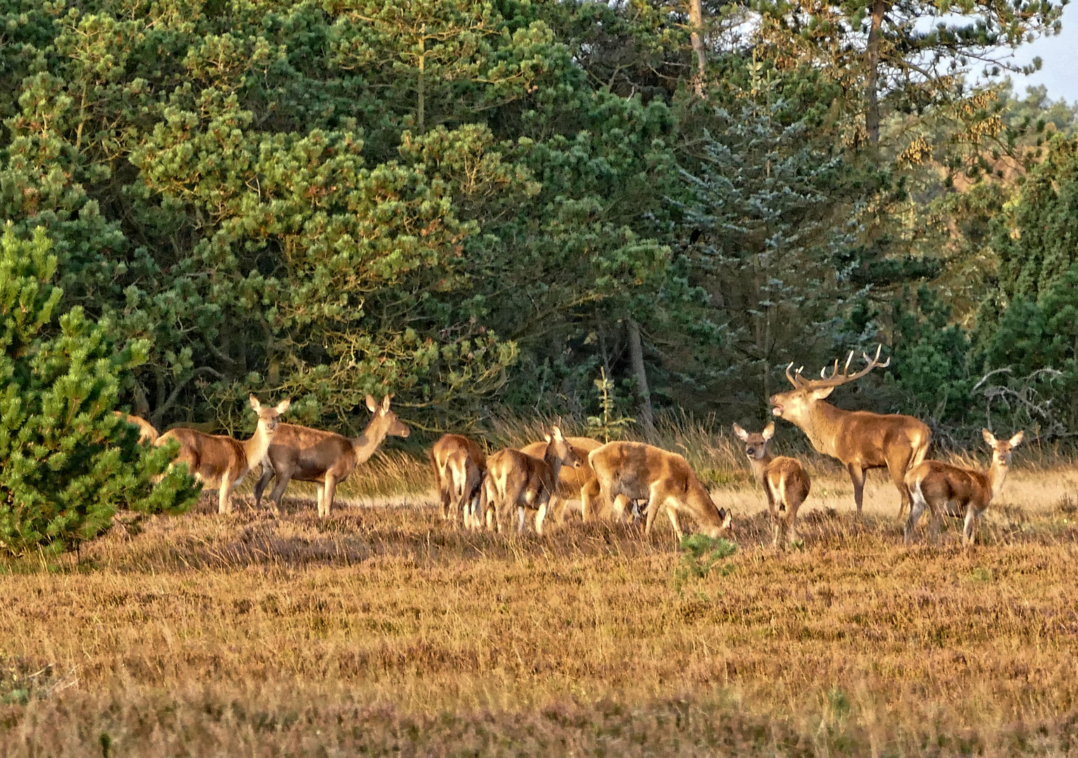 In der Morgensonne