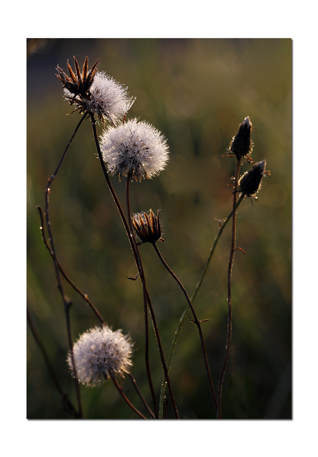 In der Morgensonne