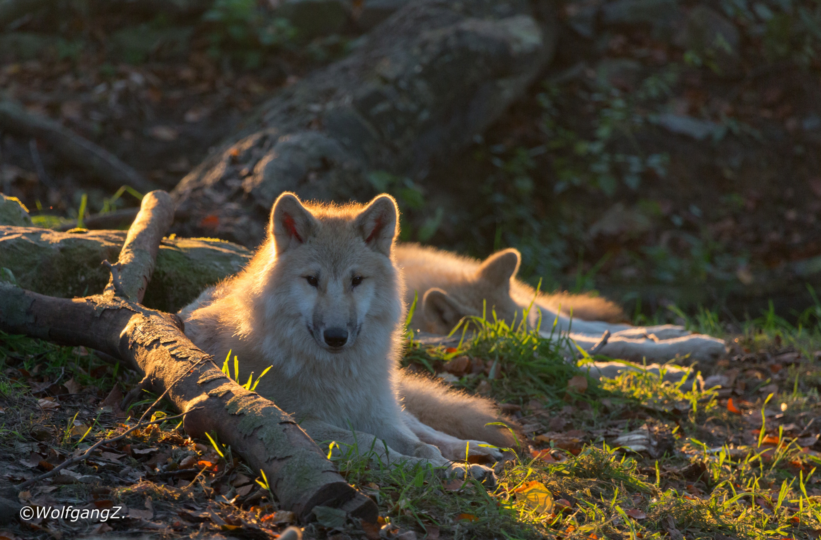 in der Morgensonne