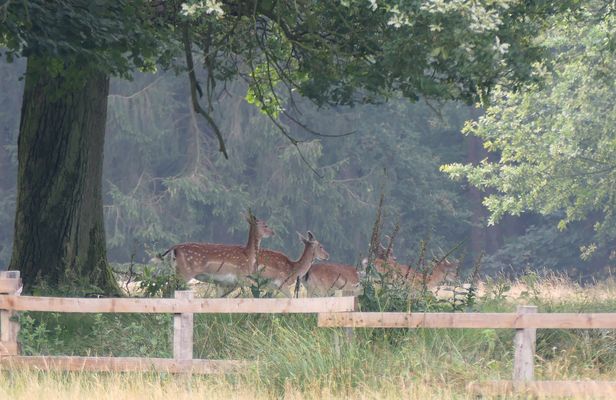 In der Morgensonne am Waldrand