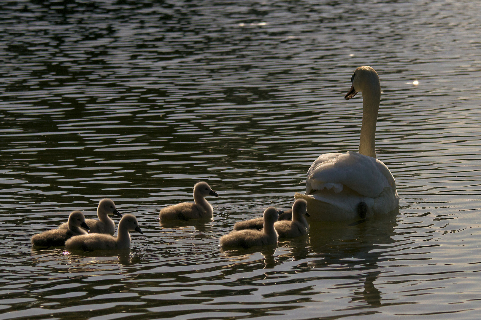 in der Morgensonne