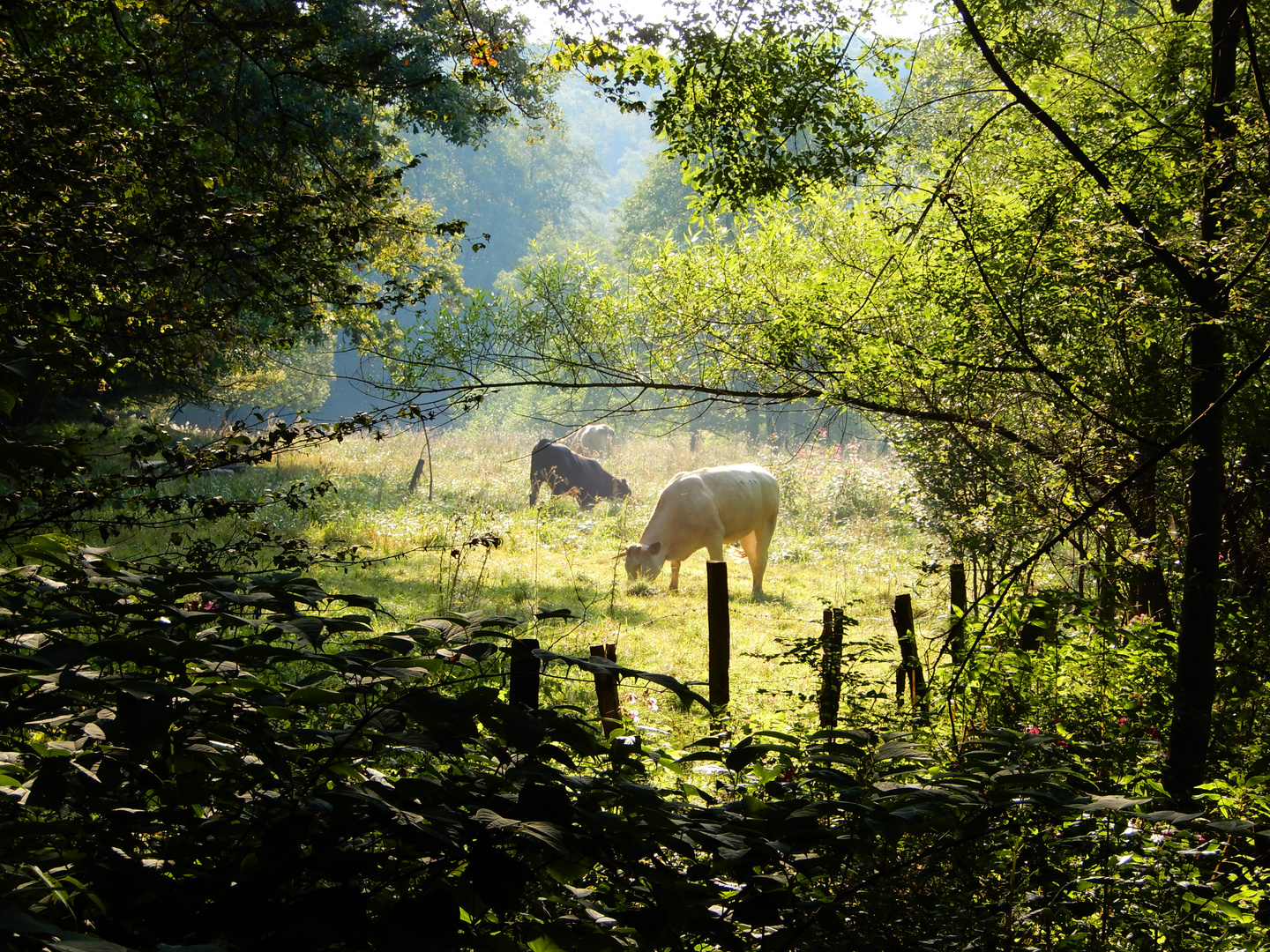 In der Morgensonne