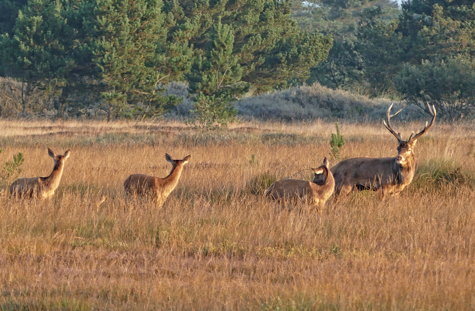 In der Morgensonne