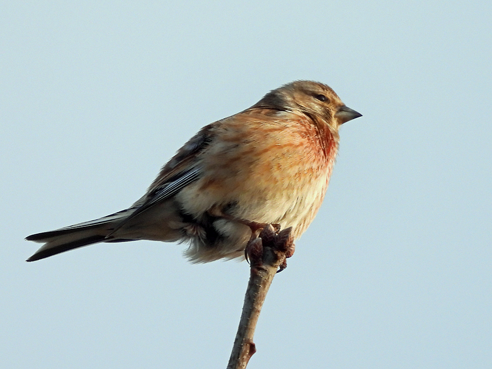 In der Morgensonne