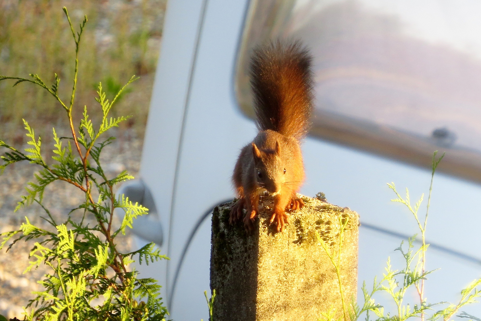 in der Morgensonne