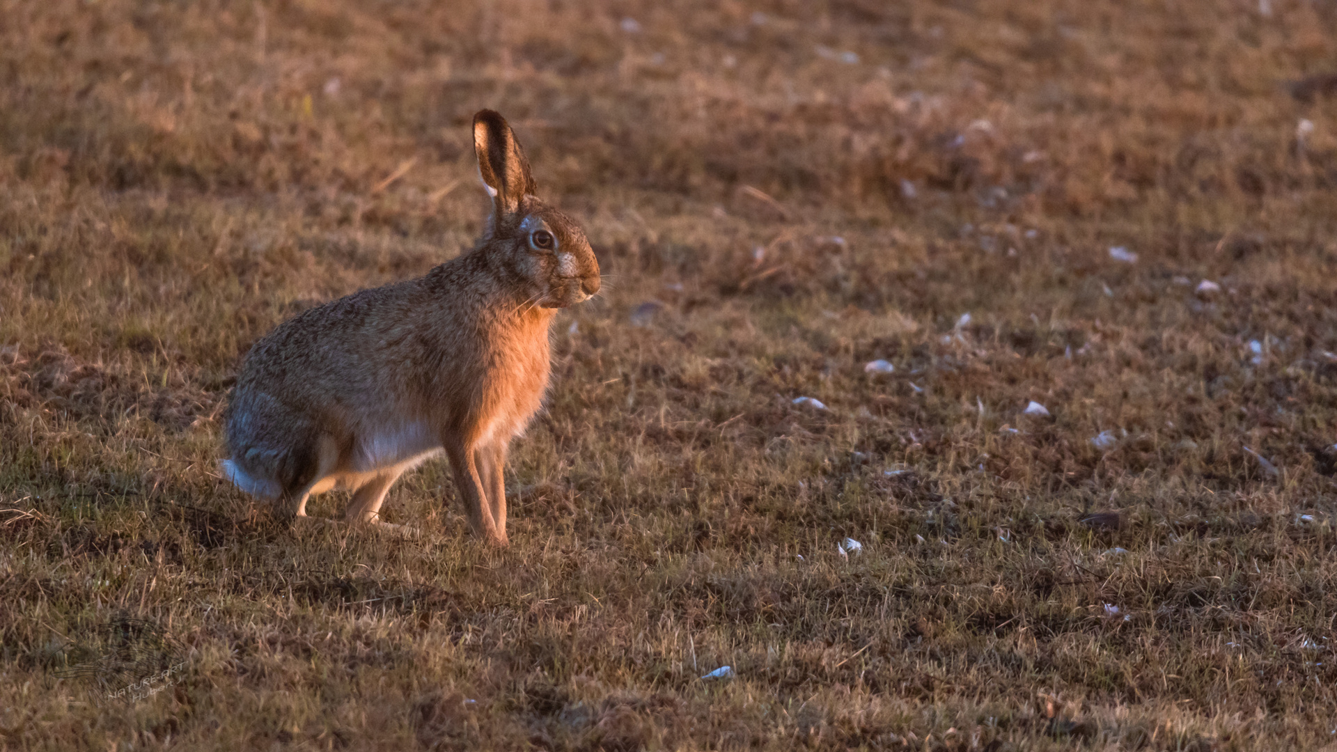 In der Morgensonne 