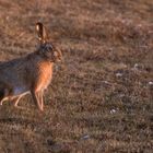 In der Morgensonne 