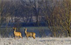 In der Morgensonne