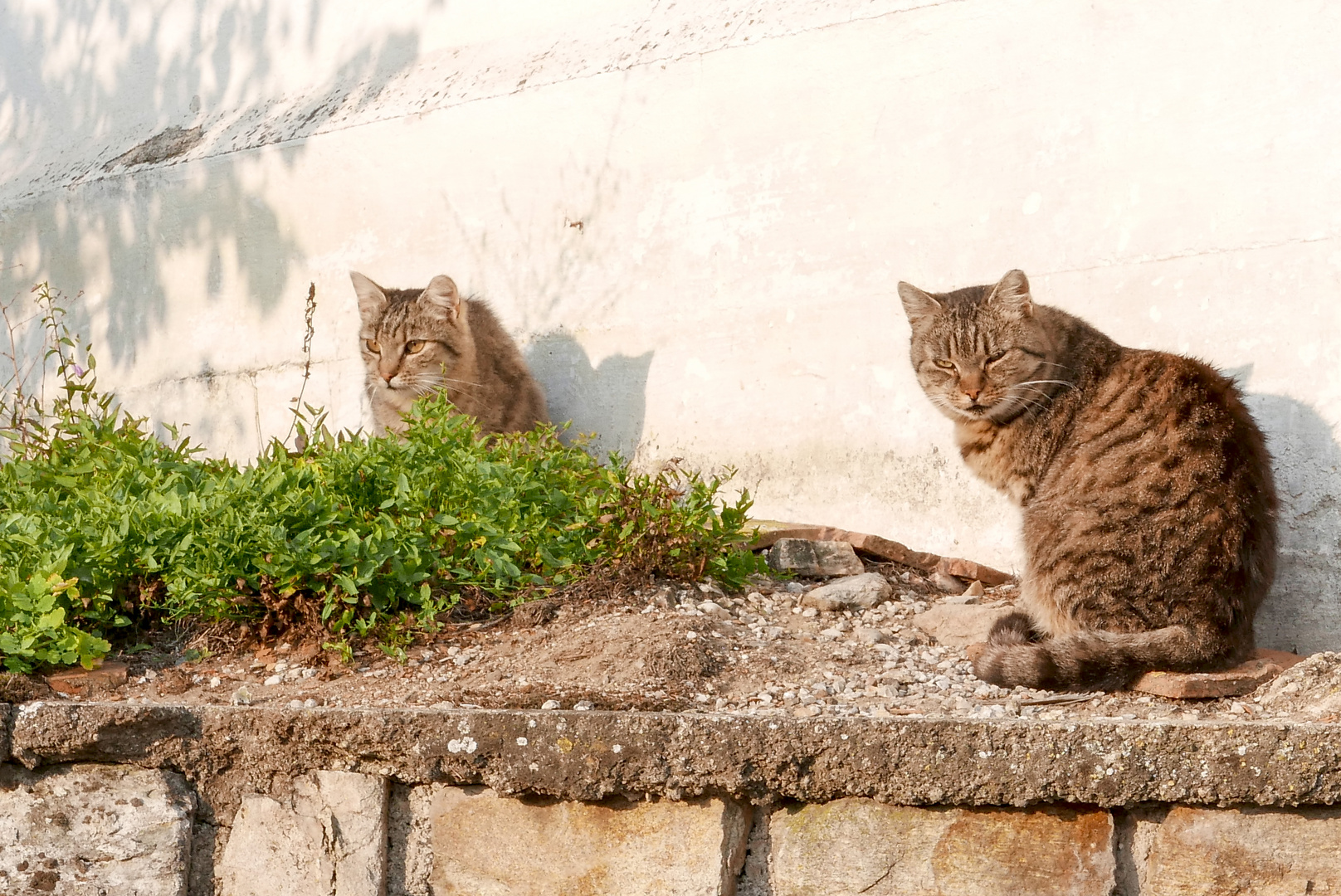 in der Morgensonne