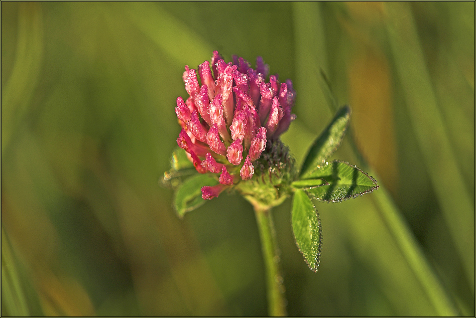 In der Morgensonne