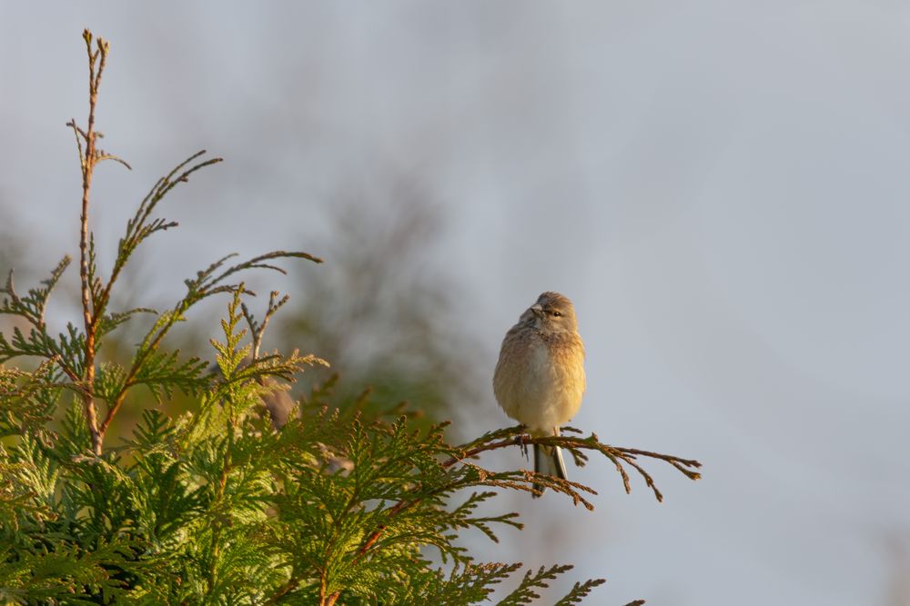 In der Morgensonne I