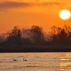 In der Morgensonne über dem Rhein