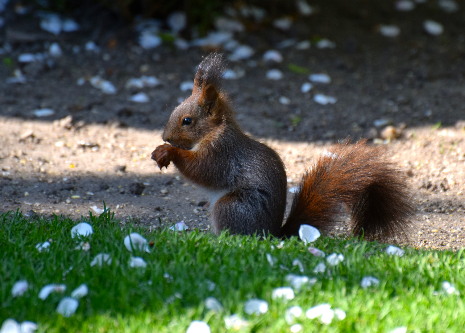 In der Morgensonne zwischen den Apfelblüten!