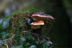 in der Mühlauer Klamm 5