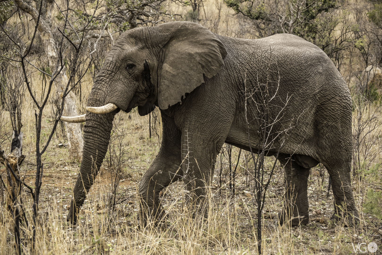 In der Musth Foto & Bild tiger,löwe& co, natur, elefant Bilder auf