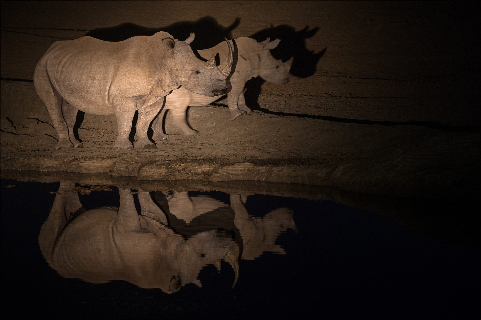 In der Nacht am Wasserloch ...