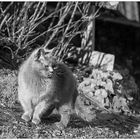 In der Nacht sind alle Katzen grau