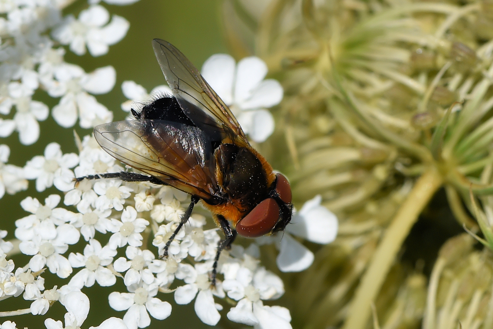 In der Nähe der Männchen